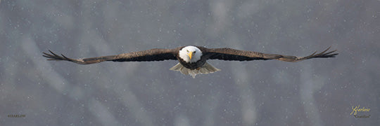 "Guardian" famous panoramic eagle pictures - Gallery Metal - print