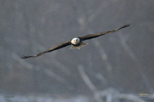"Guardian" famous bald eagle pictures in flight - Gallery Metal print