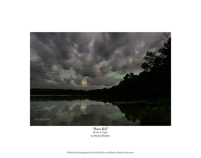 "Buzz Kill" Unique Northern Lights Print