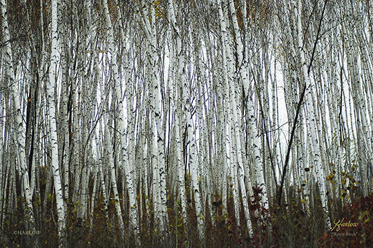 Metal Prints HZ 2026