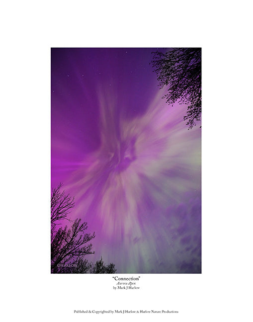 "Connection" Vertical Aurora Apex Picture - Print