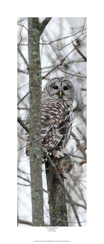 "Good Day-Bad Day" RARE Barred Owl Picture with Chipmunk Picture - Print
