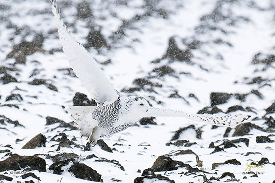 "Snow Daze" unique snowy owl picture - Gallery Metal Print