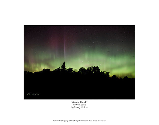 "Aurora Ranch" Northern Lights by Horse Ranch Picture - Print