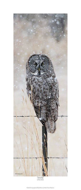 "Snow Day" Unique Great Grey Owl Picture - Print