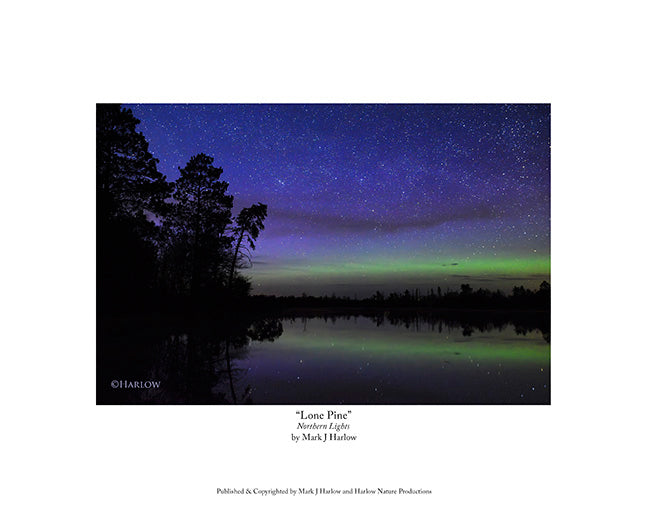 "Lone Pine" Serene Northern Light Picture -Print
