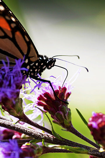 "Monarch" on Blazing Star wildflower picture - Gallery Metal print