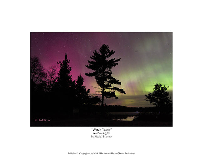 "Watch Tower" Giant White Pine Tree w/Northern Lights - Print
