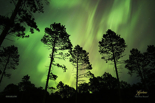 "Red Pine Theater" powerful Aurora with pine trees picture - Crystal acrylic print