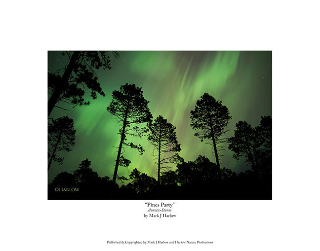 "Pines Party" Red Pine Trees and the Northern Lights Picture - Print