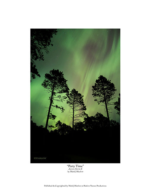 "Party Time" Northern Light Trees Picture - Print