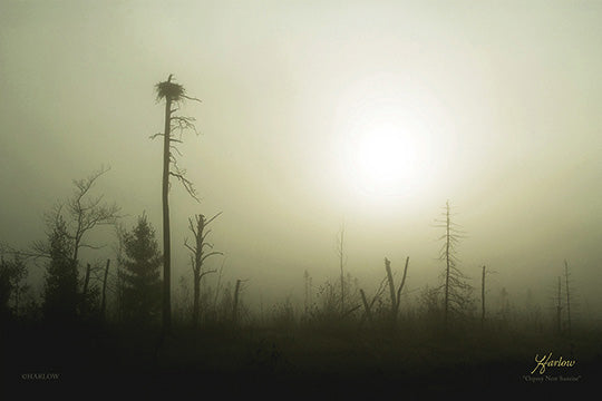 "Osprey Nest Sunrise" - Gallery Metal Print