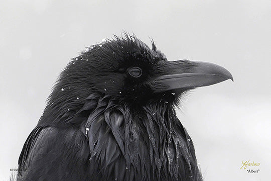 "Albert" famous Raven picture - Gallery Metal Print