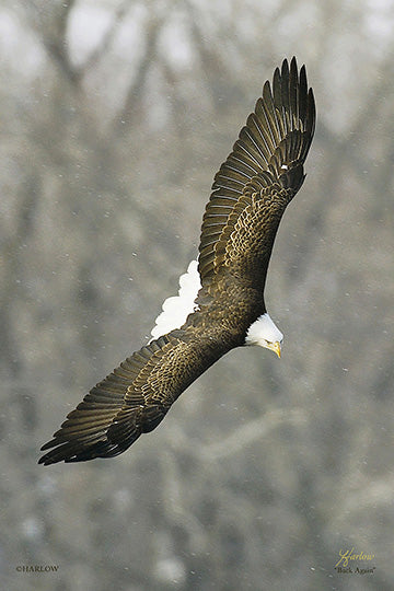 "Back Again" unique bald eagle flight picture - Gallery Metal print