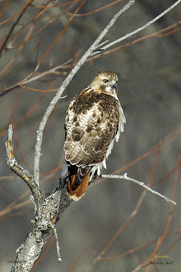 "Beautiful Red" unique Red Tailed hawk picture - Gallery Metal print