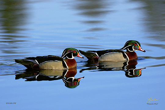 "Dynamic Duo" unique Wood ducks picture - Gallery Metal Print