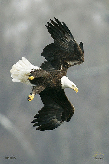 "Fear Not" famous eagle picture - Gallery Metal print