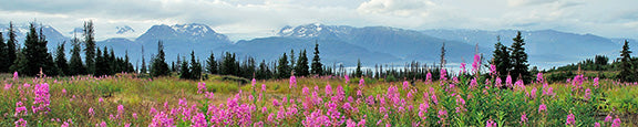 "Fireweed Valley" Alaska glaciers & Fireweed picture - Gallery Metal print