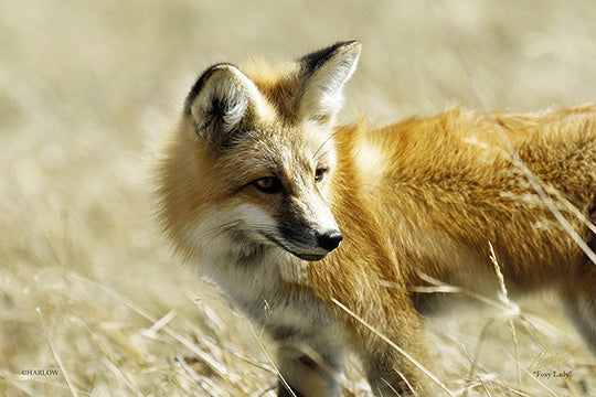 "Foxy Lady" famous red fox picture - Gallery Metal Print