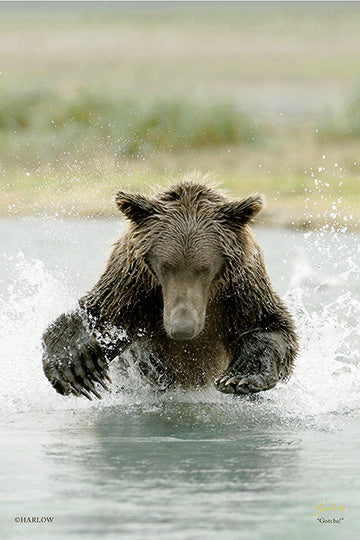 "Gotcha!" famous grizzly bear picture Alaska - Gallery Metal print