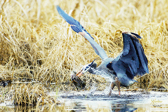 "Gotcha!" Great blue heron catching a northern pike picture - Gallery Metal Print