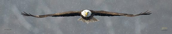 "Guardian" famous panoramic eagle picture - Gallery Metal print