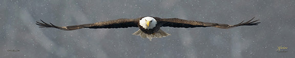 "Guardian" famous panoramic eagle pictures - BIG Gallery Metal - print