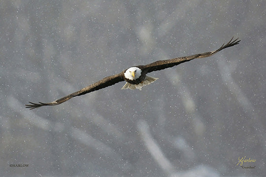 "Guardian" famous bald eagle picture - Gallery Metal Print