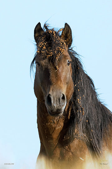 "His Majesty" famous wild stallion mustang picture - Gallery Metal print
