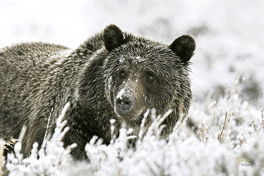 "Ice Queen" Famous grizzly bear picture - Gallery Metal Print