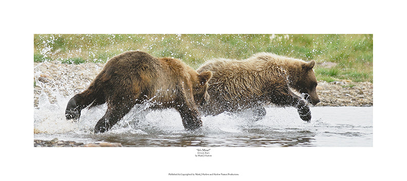 "It's Mine" Grizzly Bears Action Picture - Panoramic - Print