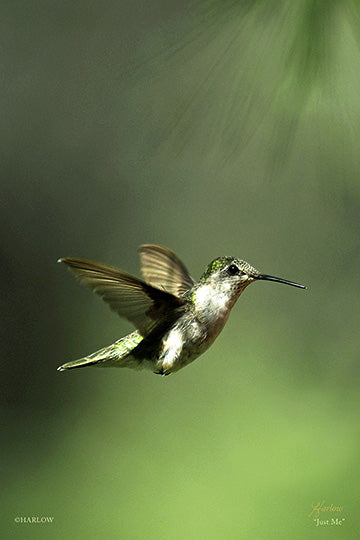 "Just Me" wild hummingbird picture - Gallery Metal print