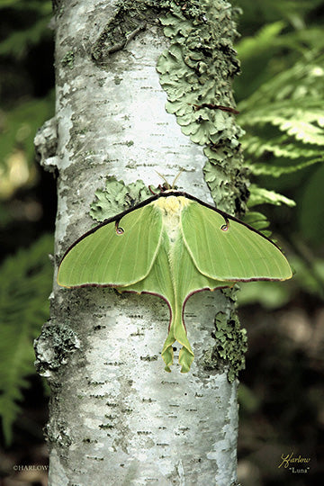 "Luna" luna moth picture - Gallery Metal print