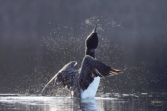 "Loon Ballet" famous dancing Loon ballet picture - Gallery Metal - print