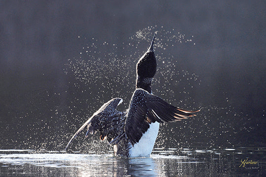 "Loon Ballet" famous dancing Loon ballet picture - Gallery Metal - print