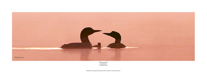 "Loon Love" Unique Loon Picture - Print