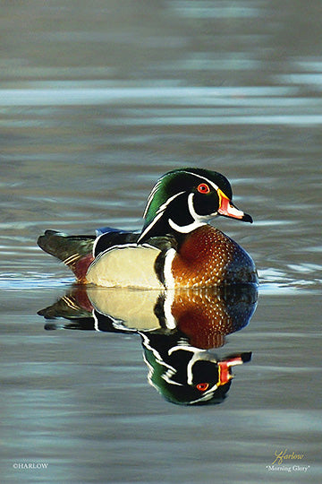 "Morning Glory" amazing wood duck picture - Gallery Metal print