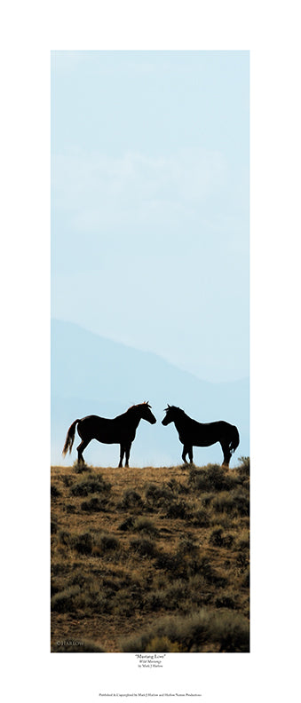 "Mustang Love" Unique Wild Mustang Picture - Print