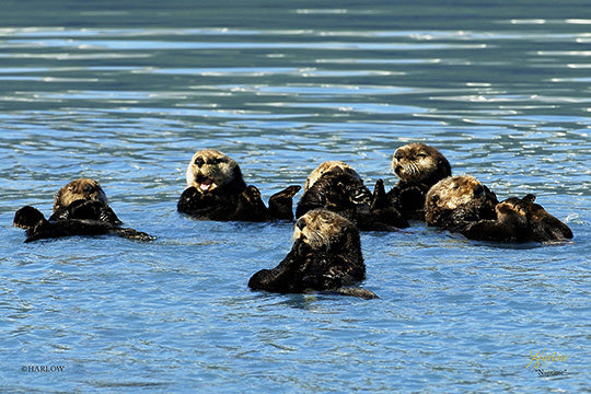 "Naptime" Alaska sea otters picture - Gallery Metal Print