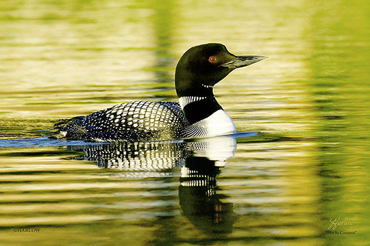 "Not So Common" unique loon picture - Gallery Metal Print