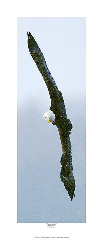 "Pirouette 2" Amazing Eagle Picture In-Flight - Print