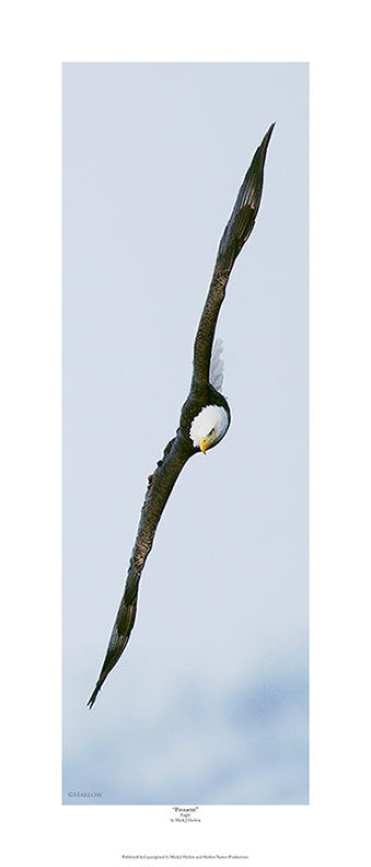 "Pirouette" Famous Eagle Picture - Print