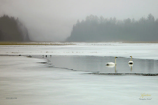 "Shingobee Swans" famous tundra swans picture - Gallery Metal Print