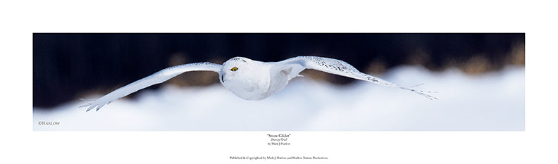 "Snow Glider" Famous Snowy Owl Picture In Flight - Print