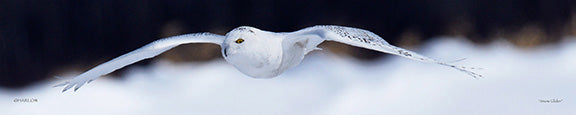 "Snow Glider" famous snowy owl picture panoramic - Gallery Metal print