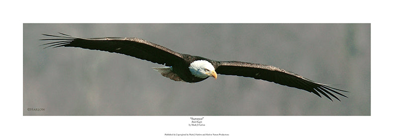 "Surveyor" Bald Eagle in flight Picture - Print
