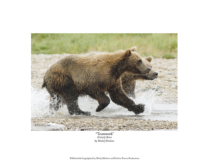 "Teamwork" Famous Grizzly Bear Picture - Print