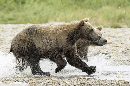 "Teamwork" unique Alaskan grizzly bear picture - Gallery Metal Print