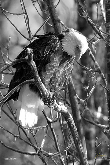 "Thinker" famous bald eagle picture B&W - Gallery Metal print