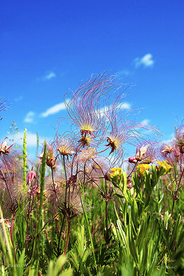 "Wild Smoke" Prairie Smoke wild flower - Gallery Metal Print